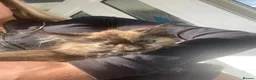 Ragdoll cats for sale: Tortie ragdoll x Norwegian forest kitten  - Advert 26