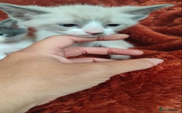 Mixed Breed cats for sale: Ragdoll X russian blue kittens - Image 14