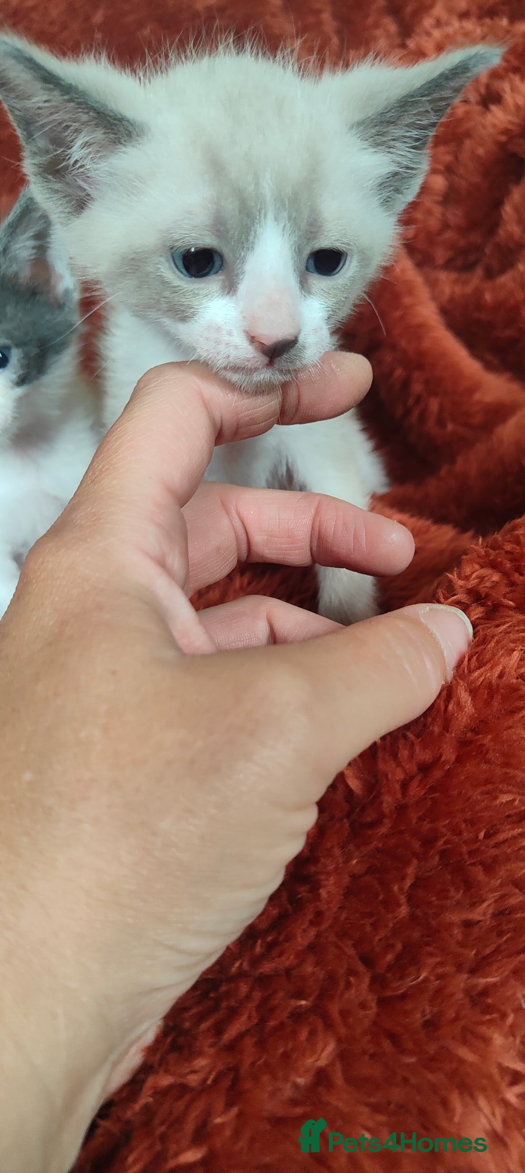 Mixed Breed cats for sale: Ragdoll X russian blue kittens - Image 14