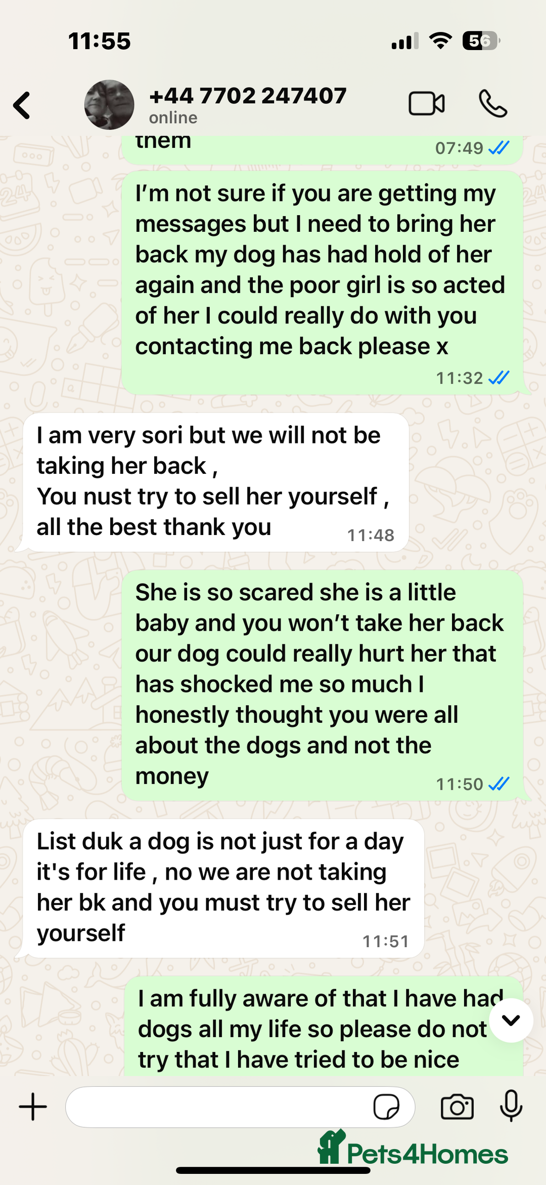 Shihpoo dogs for sale: Shi poo  - Image 7
