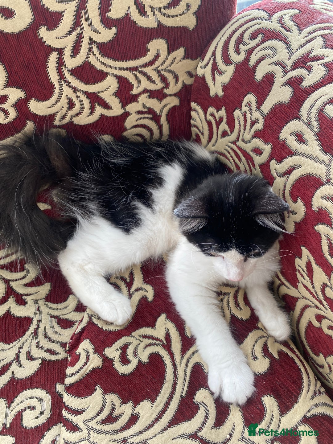 Maine Coon cats for sale: 4 Month-Old Male Kitten Maine Coon Mix  - Image 2