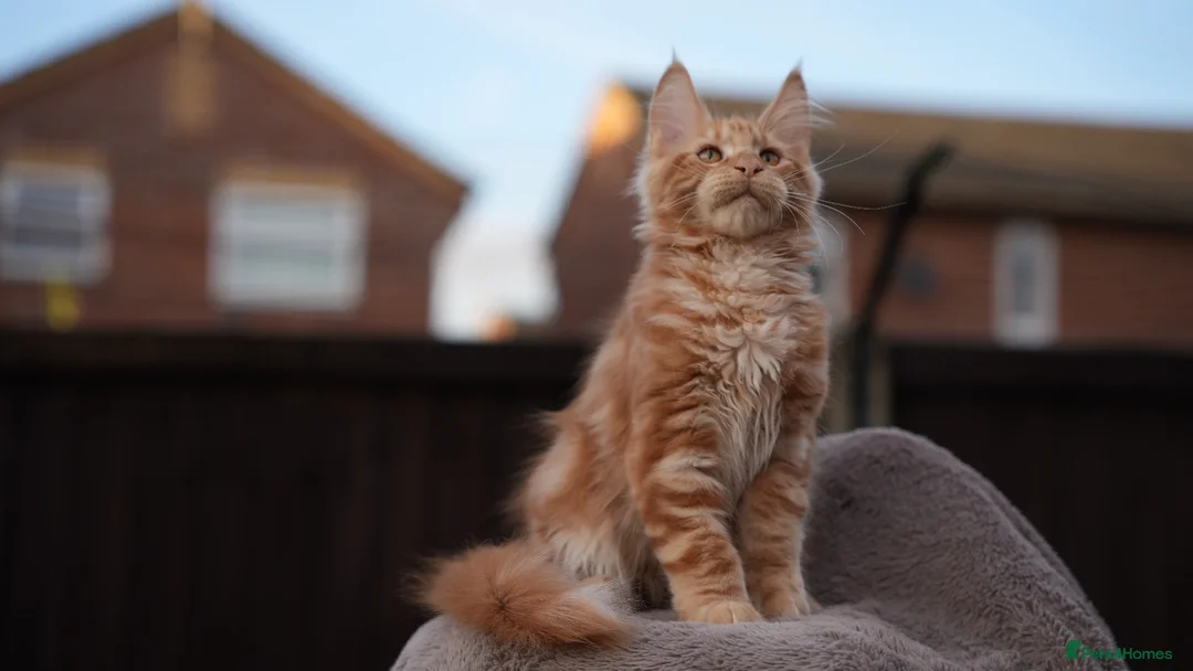 Maine Coon cats for sale: XL Pedigree Maine coon kittens - Advert 29