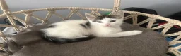 Mixed Breed cats for sale: Cats for sale  - Advert 2