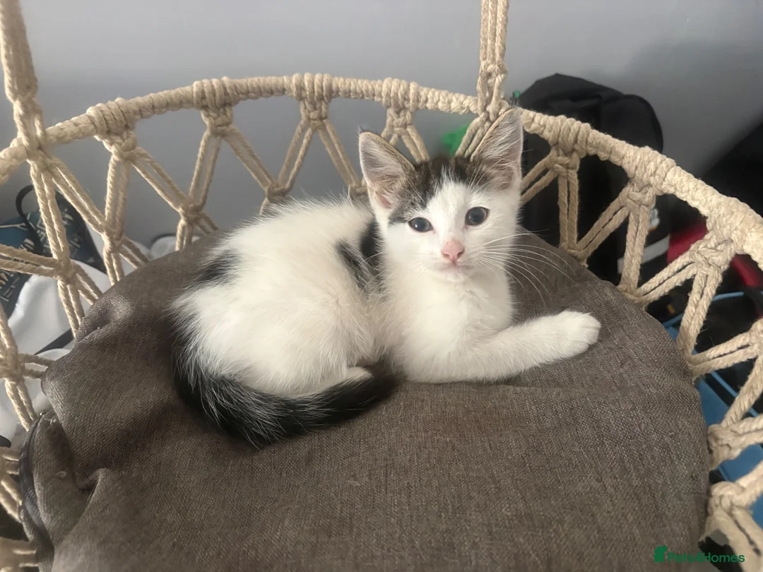 Mixed Breed cats for sale: Cats for sale  - Advert 2