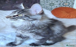 Maine Coon cats for sale: Big outstanding Russian lines with many champions  - Image 15