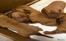 Dogue De Bordeaux dogs for sale: Stunning litter kc Dogue de Bordeaux puppies - Image 9