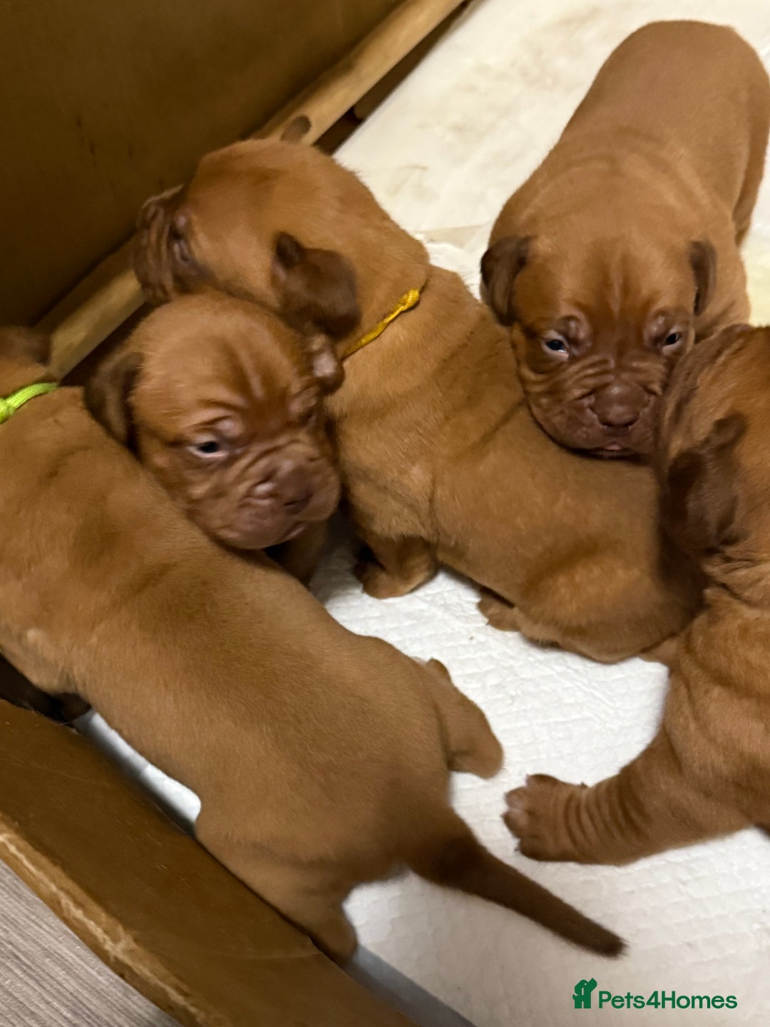 Dogue De Bordeaux dogs for sale: Stunning litter kc Dogue de Bordeaux puppies - Image 9