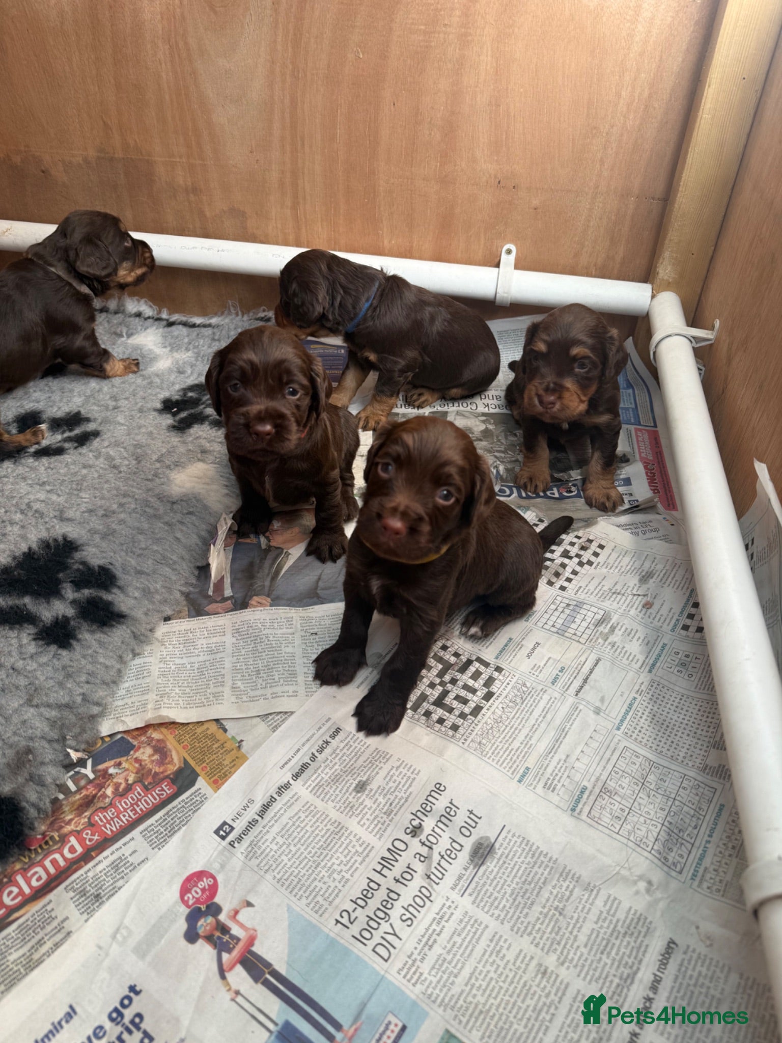 Cocker Spaniel dogs Working cocker spaniel puppies - all boys - Advert 1