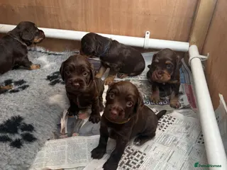 Cocker Spaniel dogs Working cocker spaniel puppies - all boys - Advert 1