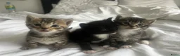 Mixed Breed cats for sale: Beautiful Kittens x3 in Littlehampton - Advert 1