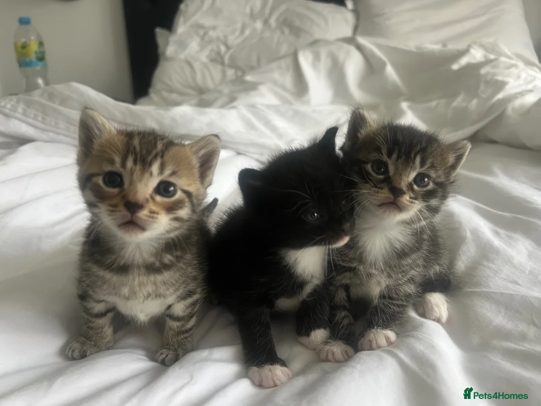 Mixed Breed cats for sale: Beautiful Kittens x3 in Littlehampton - Advert 1