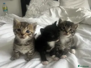 Mixed Breed cats Beautiful Kittens x3 - Advert 7