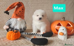 Samoyed dogs for sale: Beautiful Samoyed Puppies! ✨* - Image 8