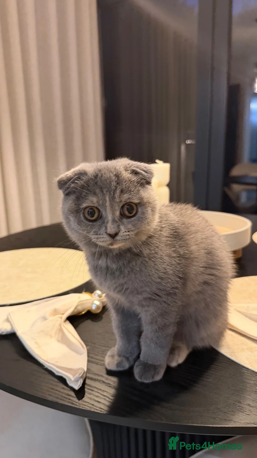 Mixed Breed cats for sale: BRITISH SHORTHAIR X SCOTTISH FOLD KITTEN - Advert 2