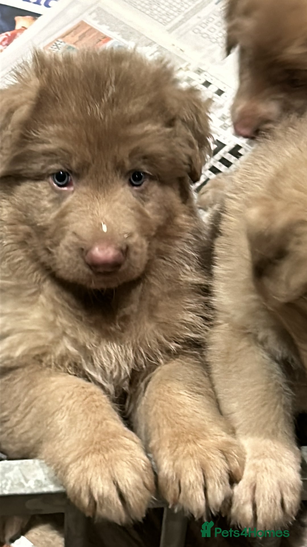 German Shepherd dogs for sale: German Shepherd puppies health tested  - Image 4