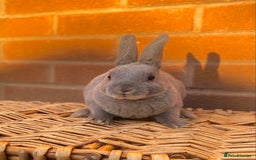 Rex rabbits for sale: Female & male otter/BEW mini rex rabbits  - Image 19