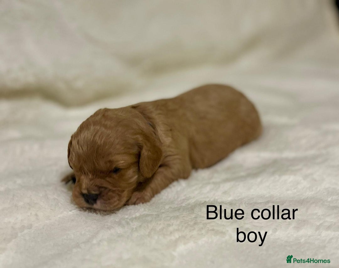 Cavapoo dogs for sale: F1B cavapoo puppies-extensively health tested - Advert 13