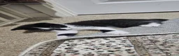 Domestic Shorthair cats for sale: Cute black and white tabby - Advert 6