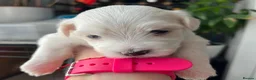 Maltese dogs for sale: 🤍 Beautiful Maltese Puppies – Ready to Reserve 🤍 - Advert 12