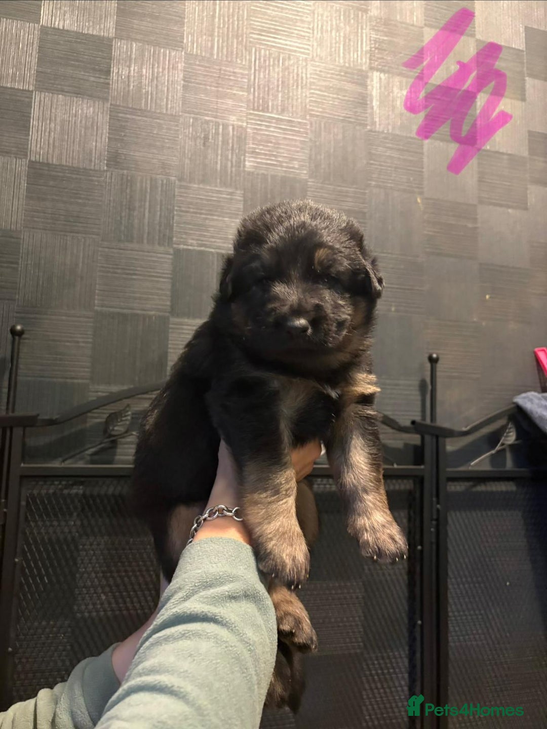 German Shepherd dogs for sale: German Shepherd Puppy's  - Advert 17