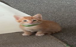 Mixed Breed cats for sale: Kittens available to leave 12th Oct - Image 7