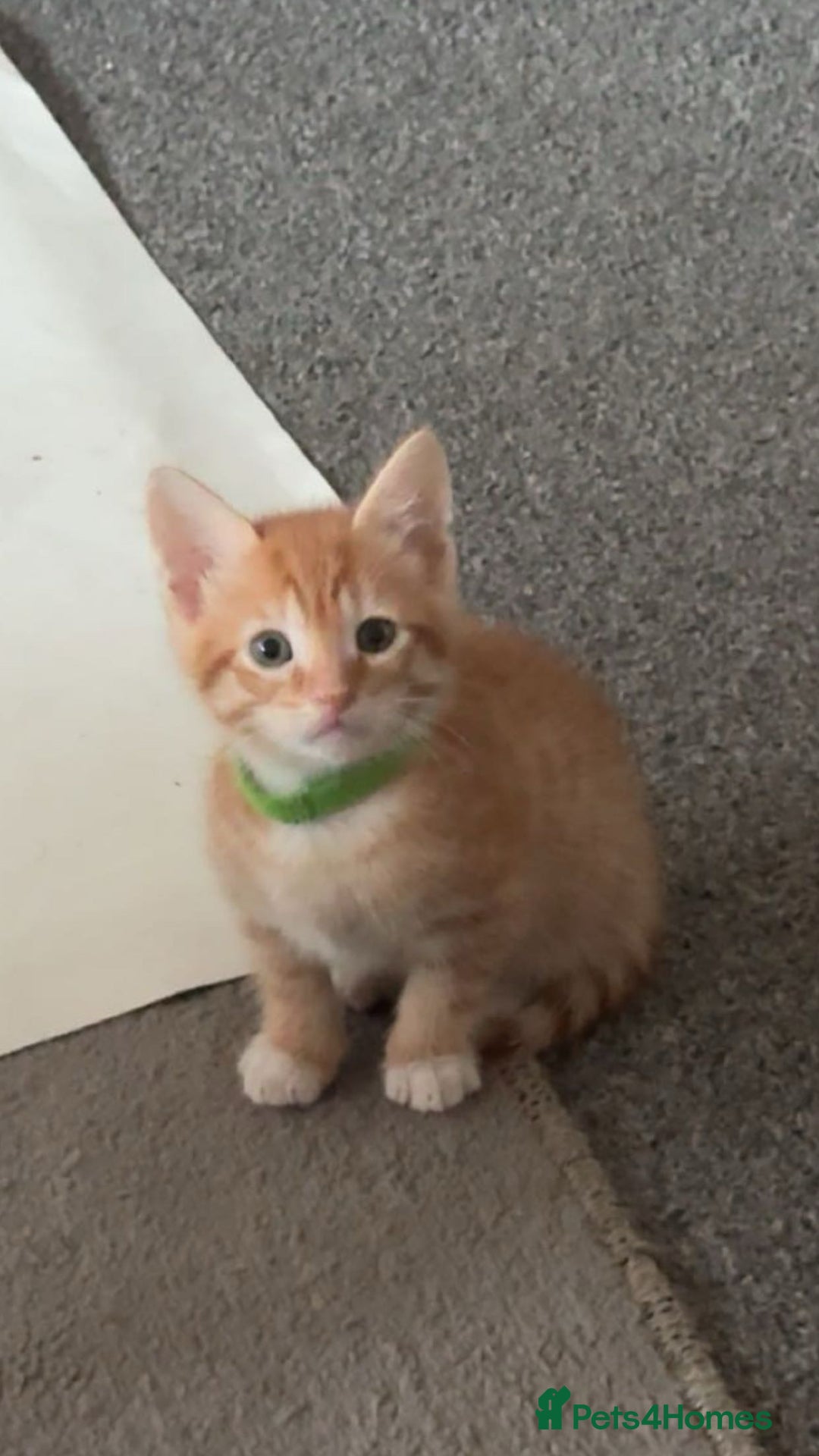 Mixed Breed cats for sale: Kittens available to leave 12th Oct - Image 7