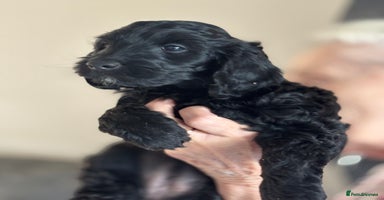 Cockapoo dogs - Advert 11