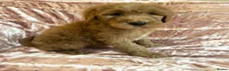 Goldendoodle dogs for sale: Beautiful doodles looking for forever homes - Advert 23