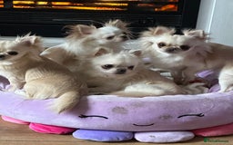 Chihuahua dogs for sale: KC Reg Champion Russian lines LONG COAT puppies - Image 22
