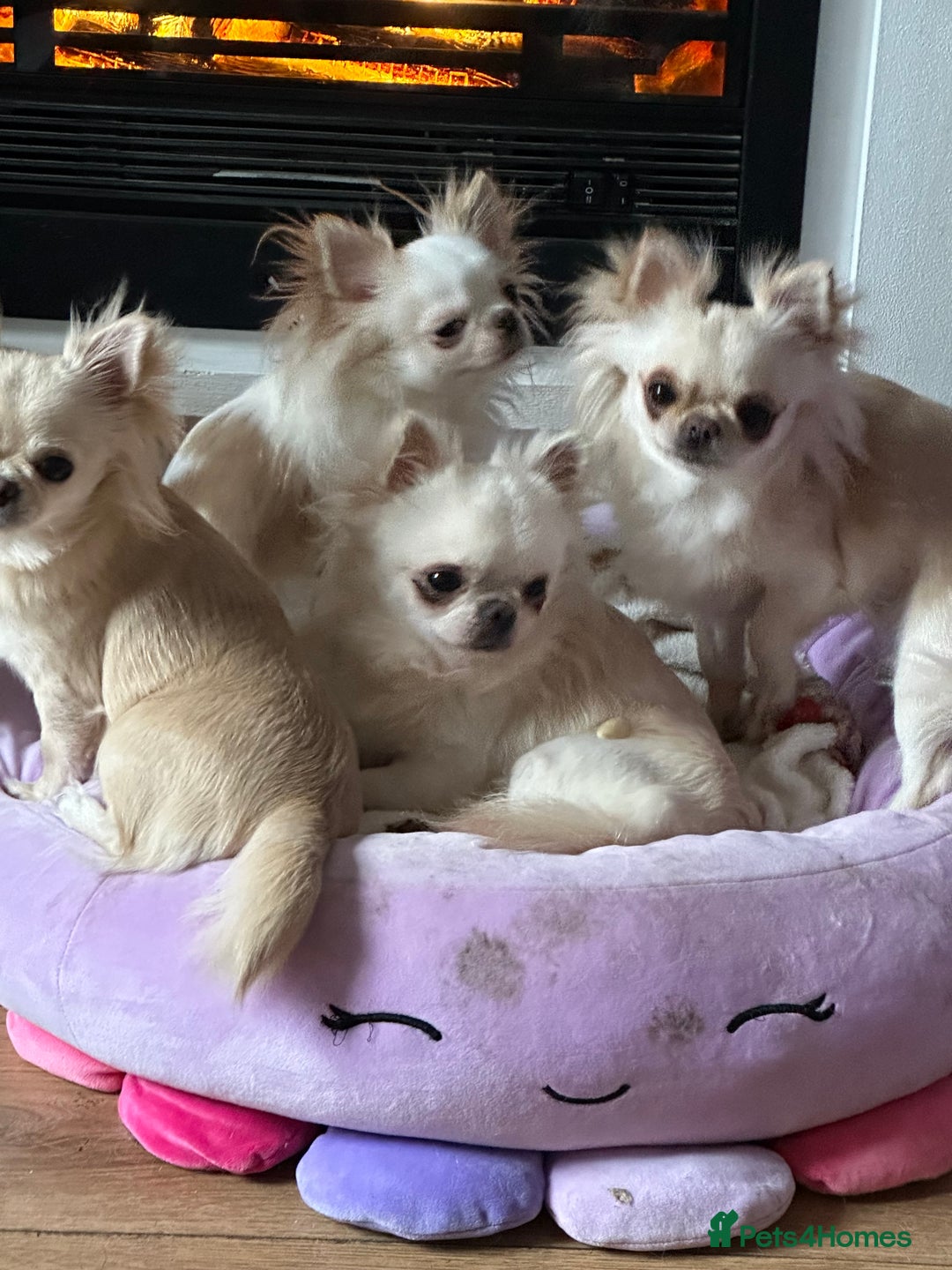 Chihuahua dogs for sale: KC Reg Champion Russian lines LONG COAT puppies - Image 22