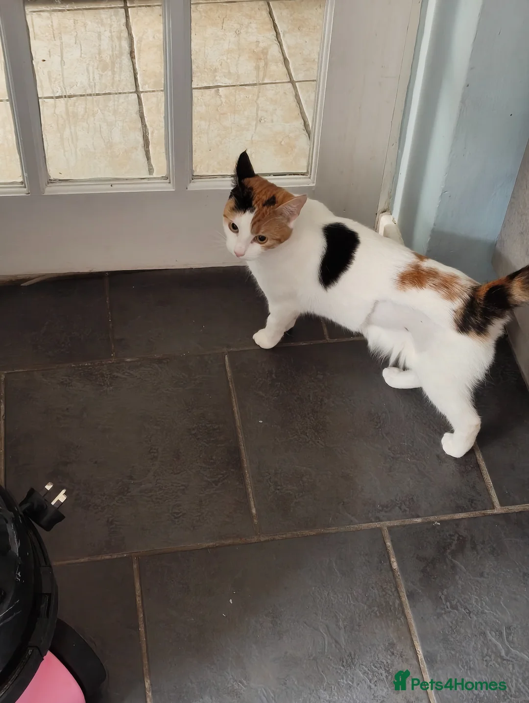 Mixed Breed cats for sale: Beautiful female mixed breed   - Advert 4