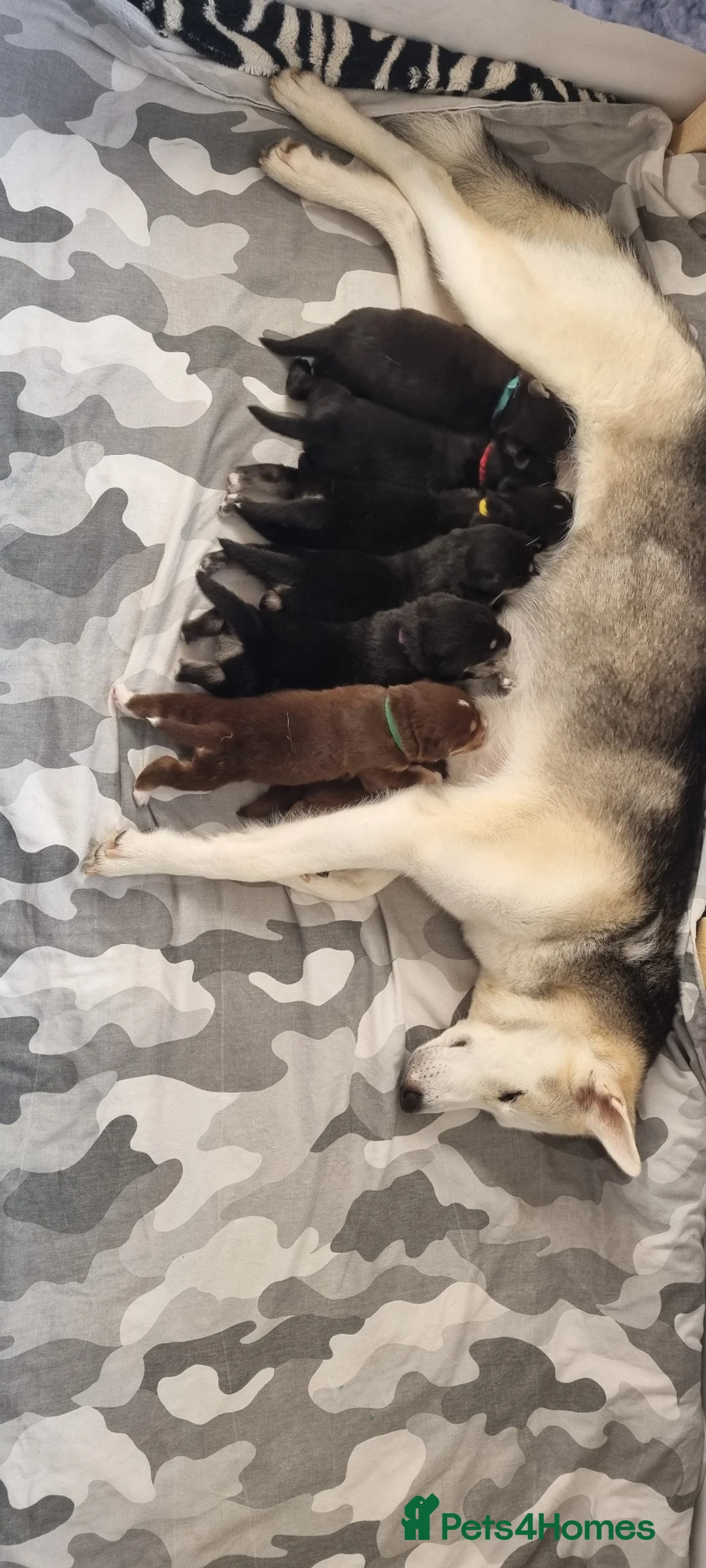 Mixed Breed dogs for sale: Husky and labrador puppies  in Glenrothes - Advert 2