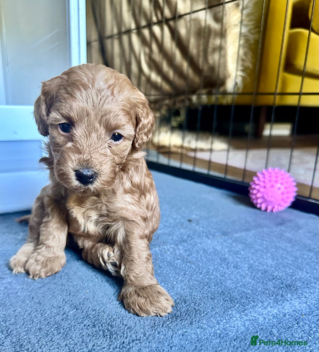 Cavapoo dogs for sale: Gorgeous Cavapoo puppies from family home  - Image 5