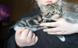 Siberian cats for sale: Beautiful Siberian/Norwegian mix kittens - Image 9