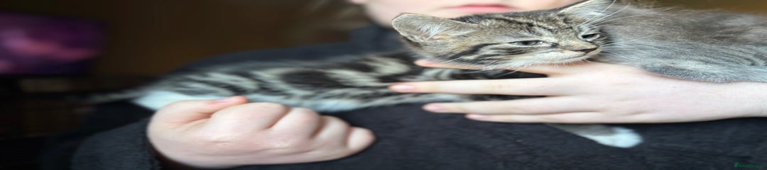 Siberian Kitten 2