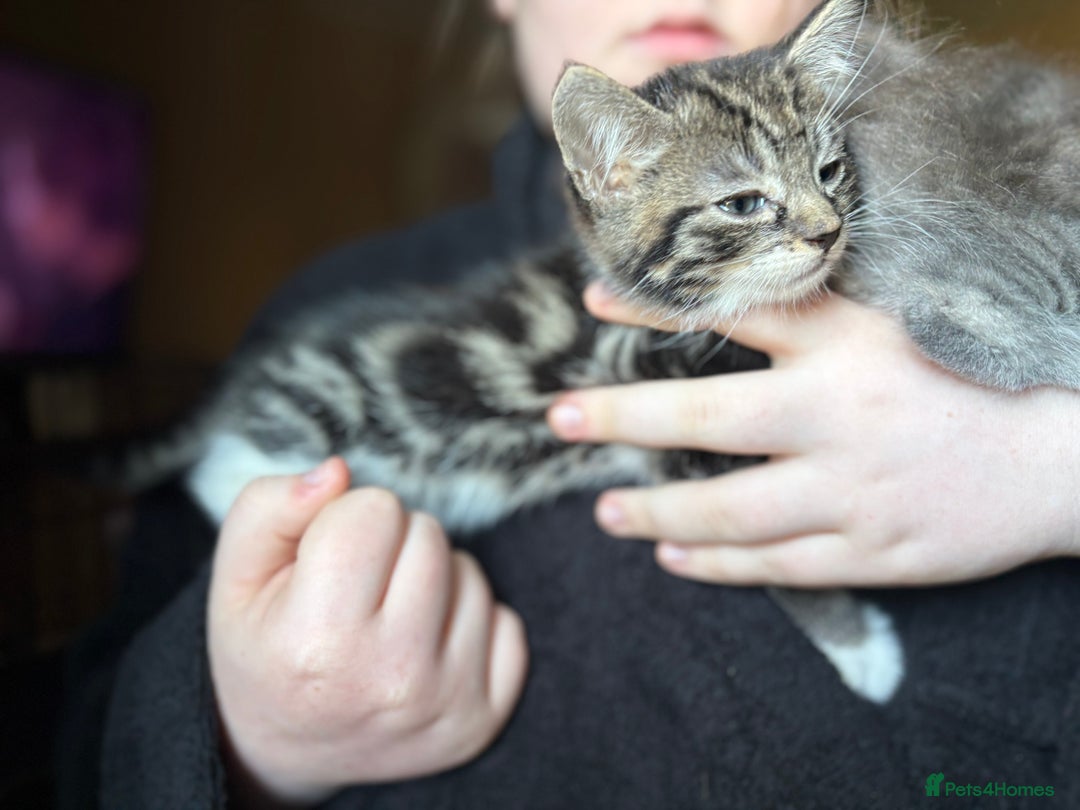 Siberian cats for sale: Beautiful Siberian/Norwegian mix kittens - Image 9