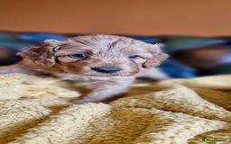 Cavapoo dogs for sale: Gorgeous f1b Cavapoo puppys.Health tested parents  - Image 14