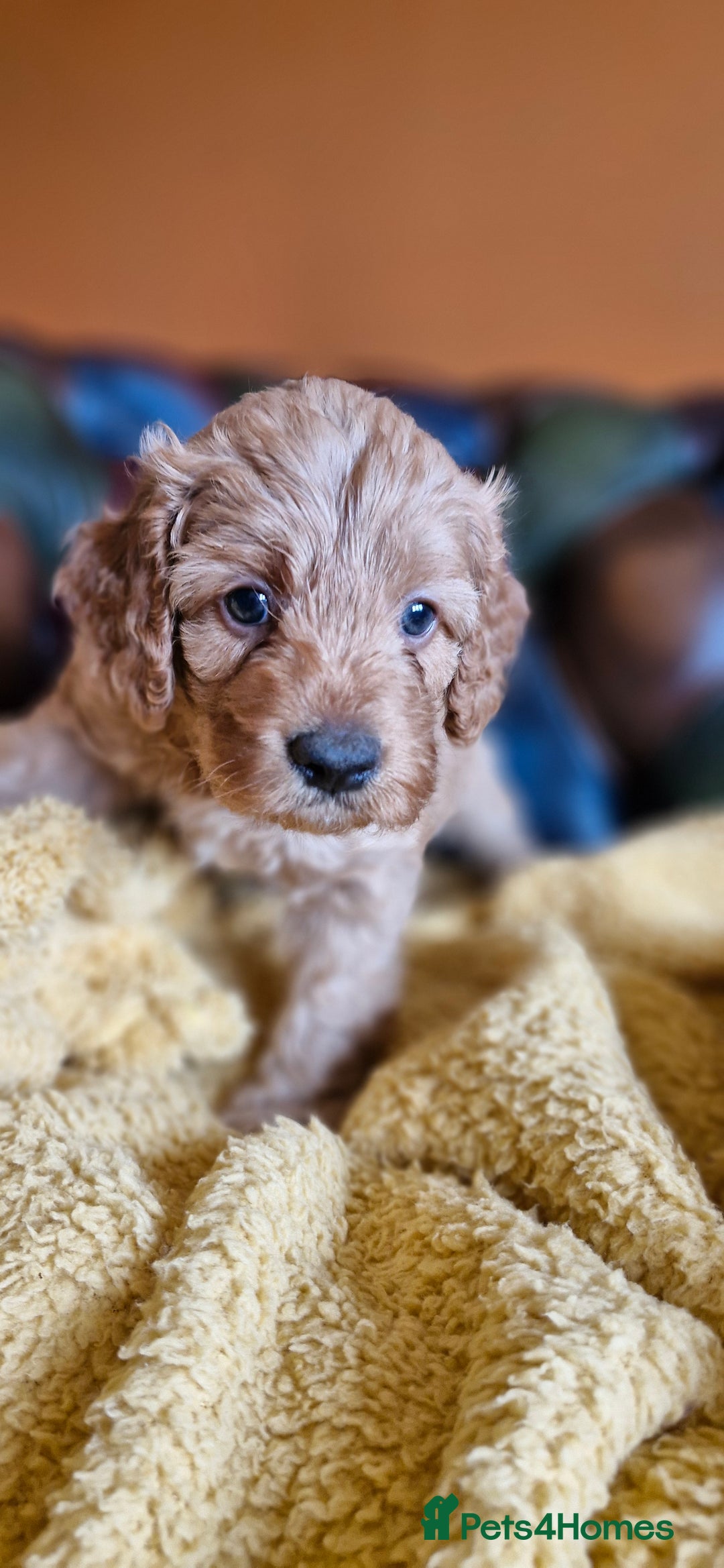 Cavapoo dogs for sale: Gorgeous f1b Cavapoo puppys.Health tested parents  - Image 14