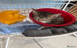 British Shorthair cats for sale: Kittens  - Image 1