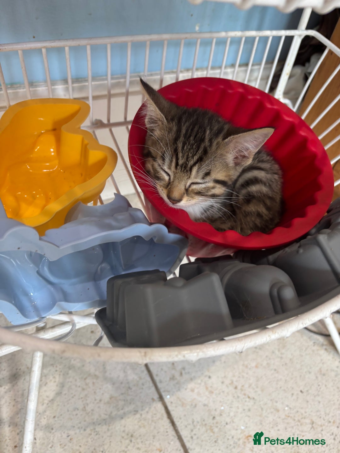 British Shorthair cats for sale: Kittens  - Image 1