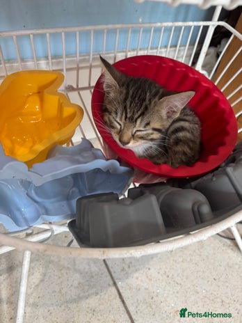 British Shorthair cats - Advert 10