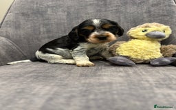 Cocker Spaniel dogs for sale: Beautiful Show cocker spaniels  - Image 1