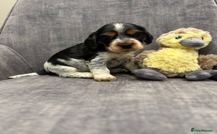 Cocker Spaniel dogs - Advert 7