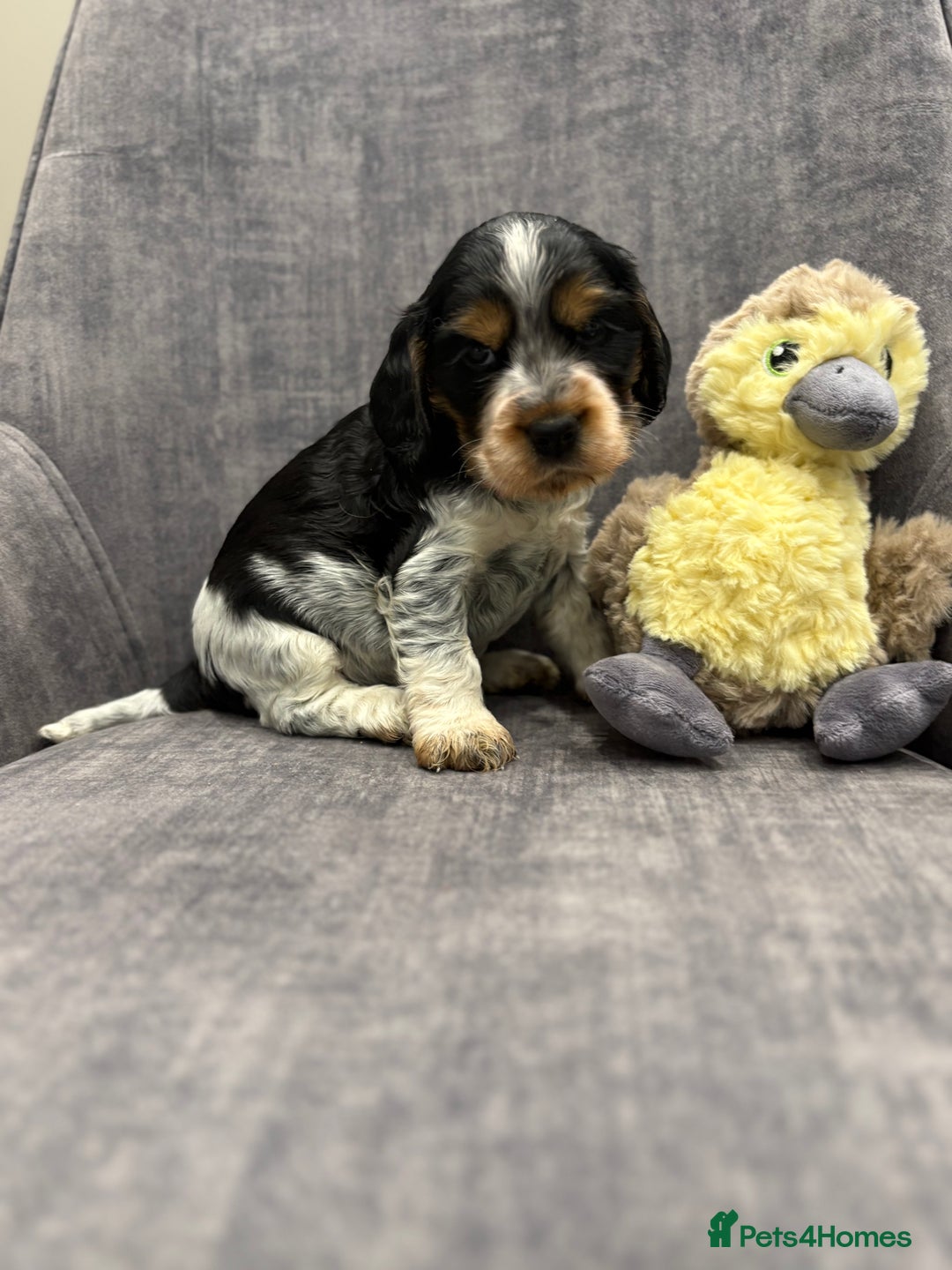 Cocker Spaniel dogs for sale: Beautiful Show cocker spaniels  - Image 1