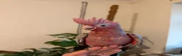 Cockatoo birds for sale: Hand reared baby galah  - Advert 5