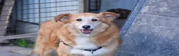 Mixed Breed dogs for adoption: Novak in New Romney - Advert 7