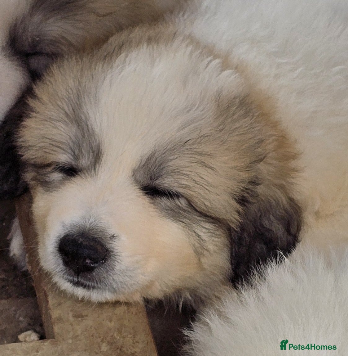 Pyrenean Mountain Dog dogs Home Bred Litter - Advert 2