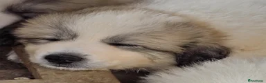 Pyrenean Mountain Dog 9