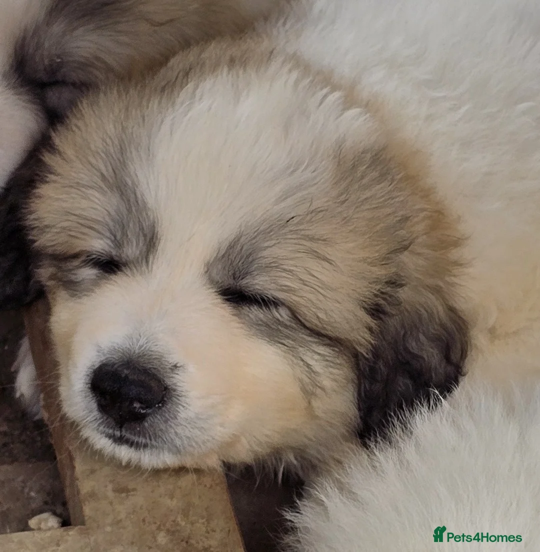 Pyrenean Mountain Dog dogs for sale: Home Bred Litter in Winchester - Advert 2