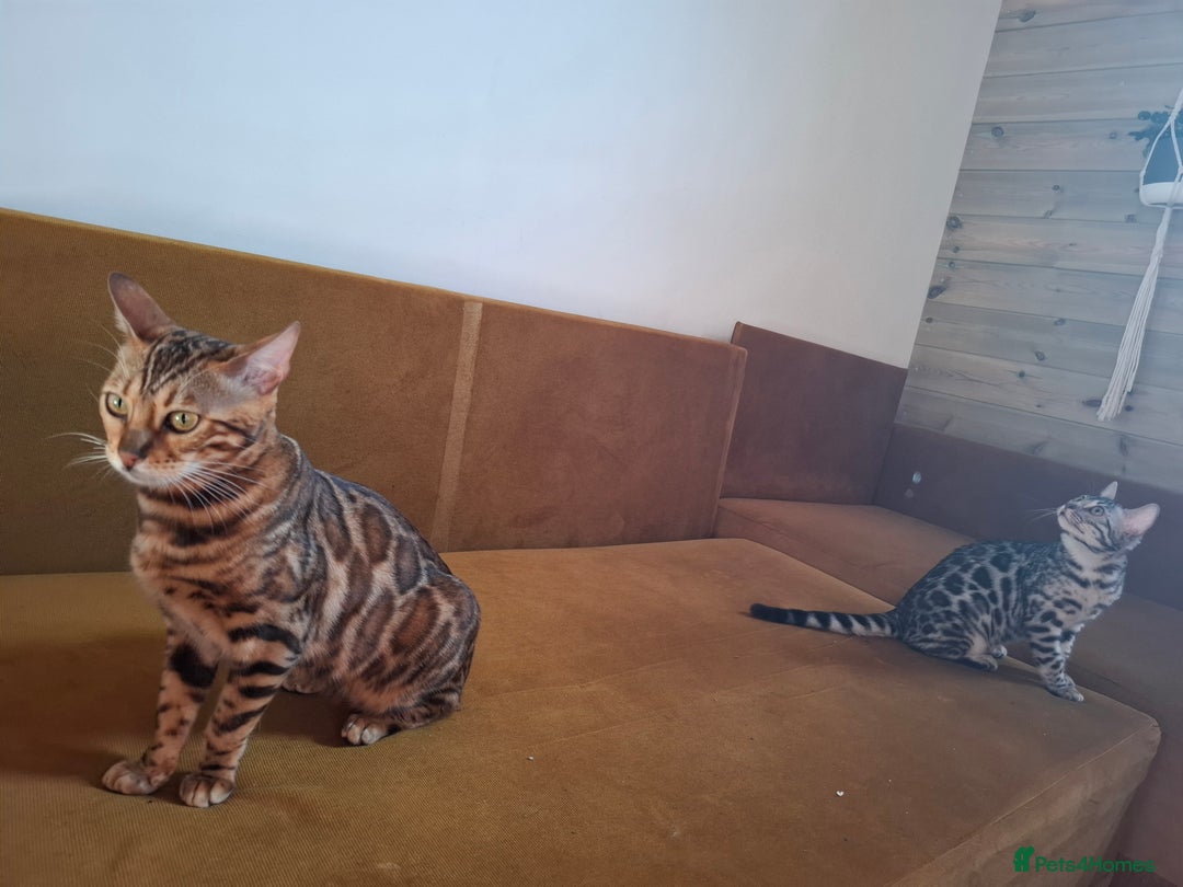 Bengal cats for stud: OUTSTANDING SILVER CHARCOAL BENGAL STUD - Image 12